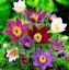 Picture of Fragranza Anemone Montana Two